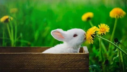 冲突第31天，伊朗熬赢了？埃尔多安开出参战条件，以军近乎崩溃