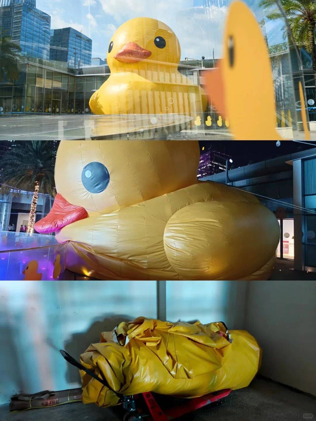 个头大过广东！谨防风王“桦加沙”，深圳人太硬核！这些务必码住