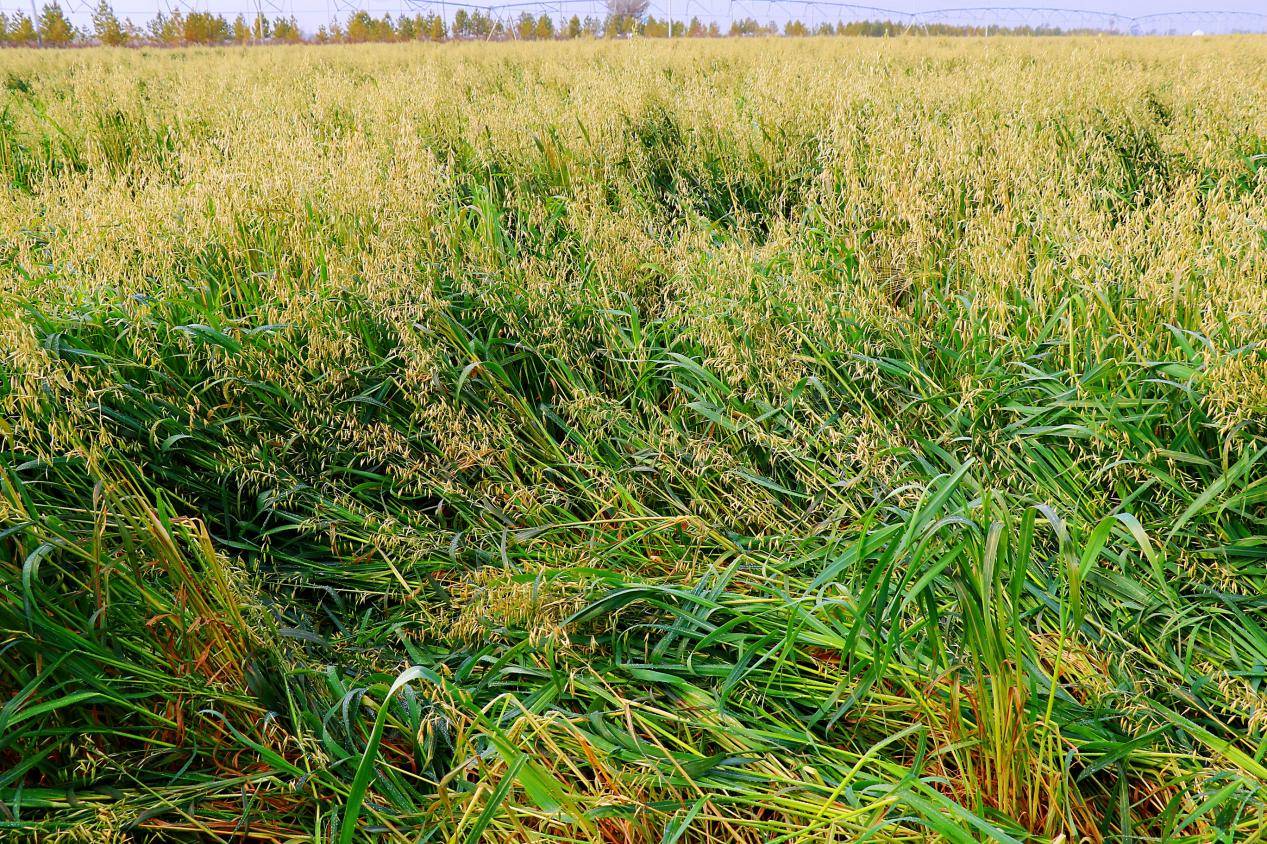 蒙草生态培育燕麦品种，关键性状提高约30%
