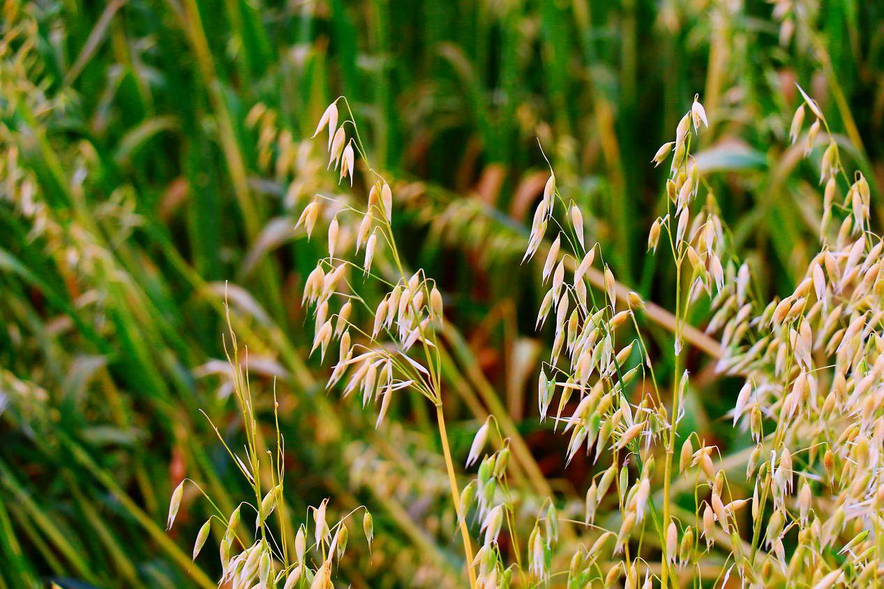蒙草生态培育燕麦品种，关键性状提高约30%