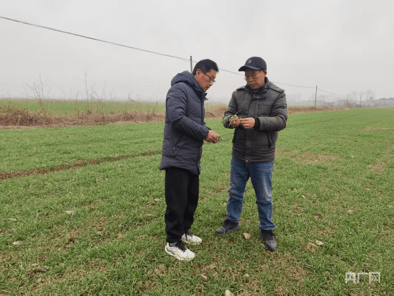 五河县新集镇：农技特派员田间“问诊” 为小麦安全越冬“开方解忧”