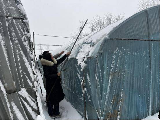 夏邑县科技局：科技特派员一线护航 筑牢设施农业防寒抗冻“安全墙”