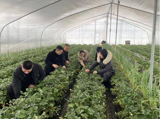 夏邑县科技局：科技特派员一线护航 筑牢设施农业防寒抗冻“安全墙”